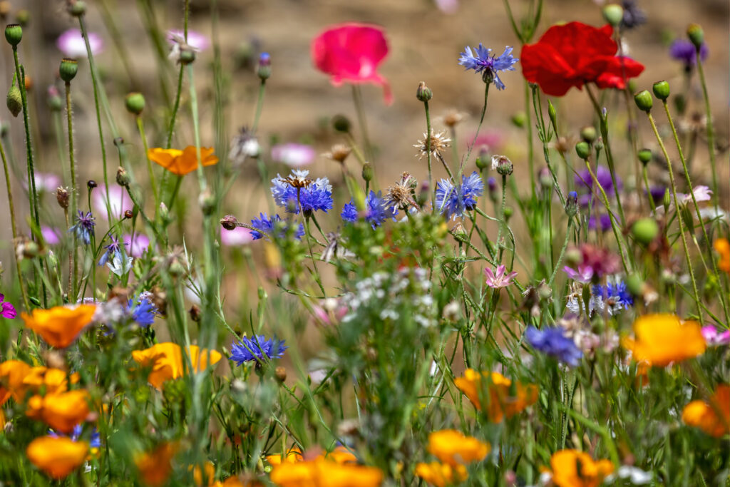 Colourful mix of wild flowers in wild flower meadow, 